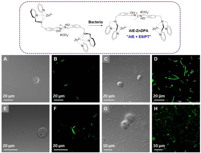 Theranostics Image