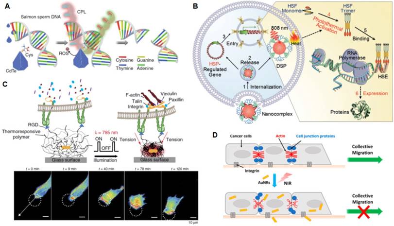 Theranostics Image