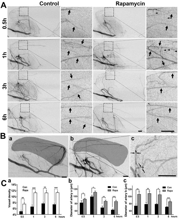 Theranostics Image