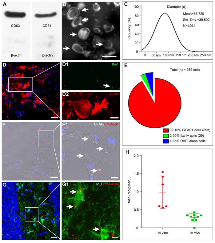 Theranostics Image