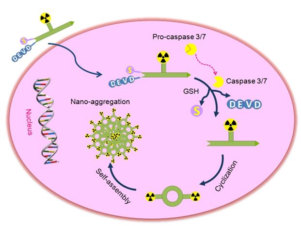 Theranostics Image