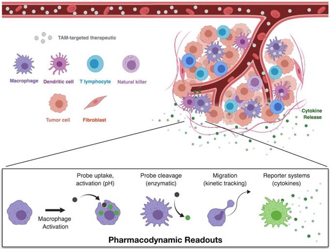 Theranostics Image