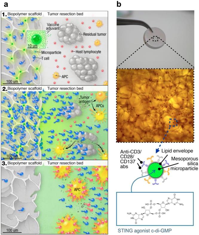 Theranostics Image