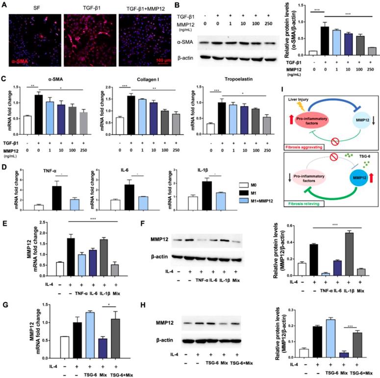 Liver-targeted delivery of TSG-6 by calcium phosphate nanoparticles for ...