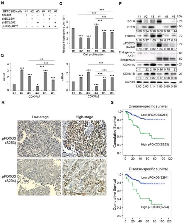 Amplification-driven BCL6-suppressed cytostasis is mediated by ...