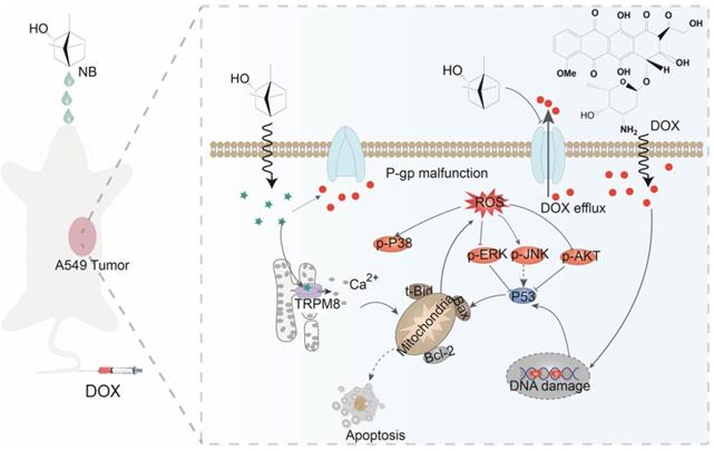 Theranostics Image