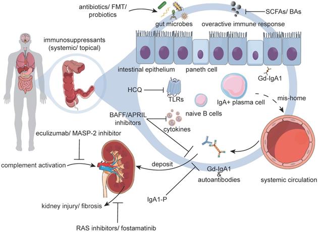 Perspectives on how mucosal immune responses, infections and gut ...