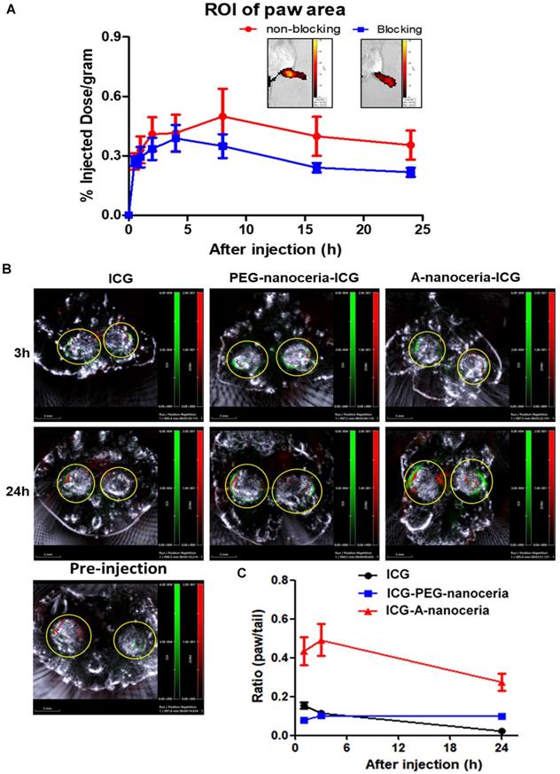 Theranostics Image