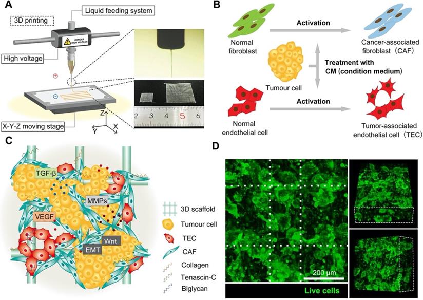 3D printed in vitro tumor tissue model of colorectal cancer