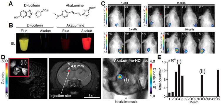 Theranostics Image