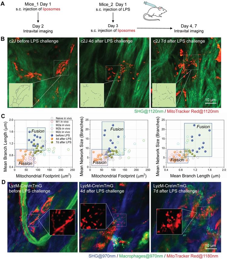 Theranostics Image