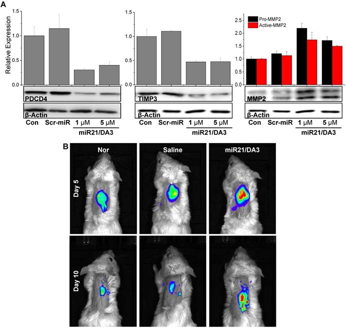 Theranostics Image