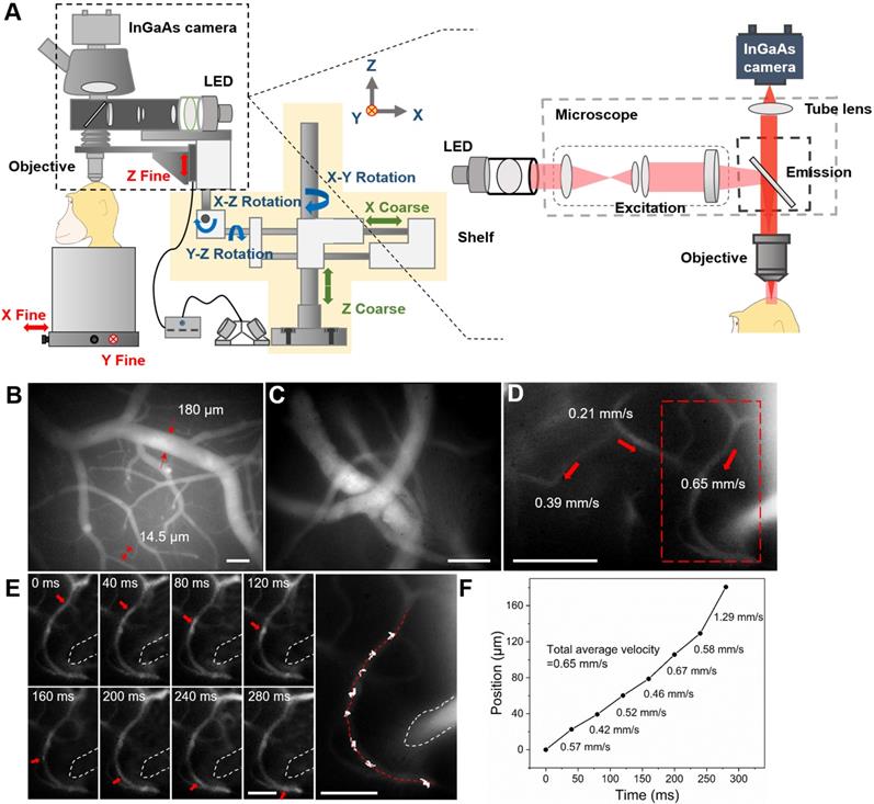 Theranostics Image