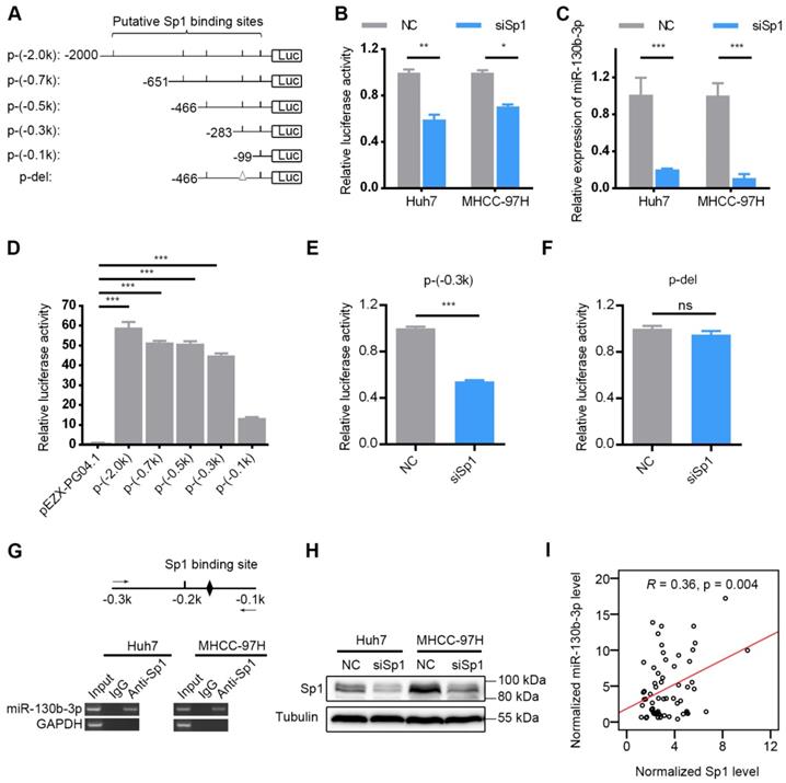 Dysregulated Sp1 Mir 130b 3p Hoxa5 Axis Contributes To Tumor