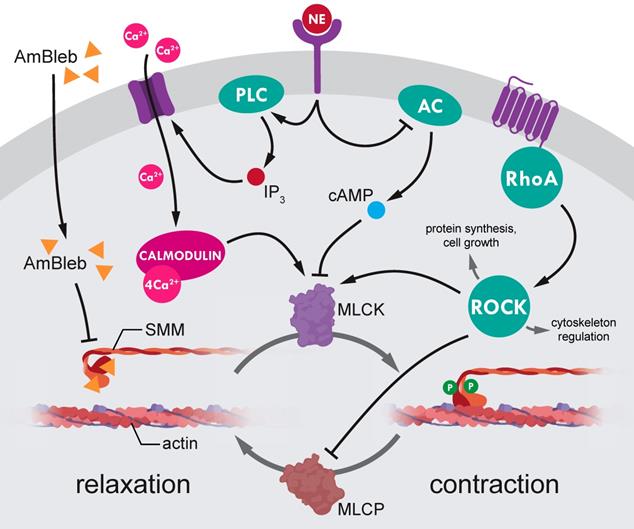 Theranostics Image