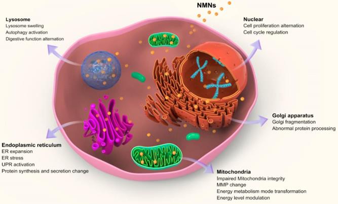 Theranostics Image