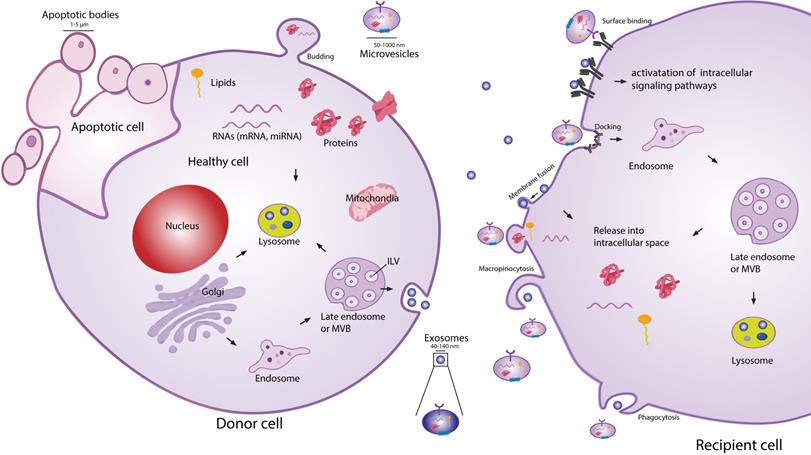 Theranostics Image