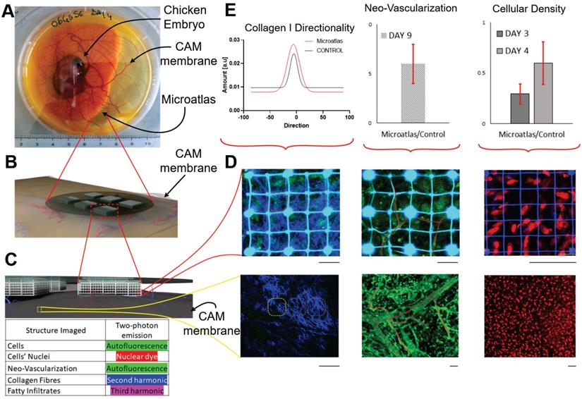 Theranostics Image