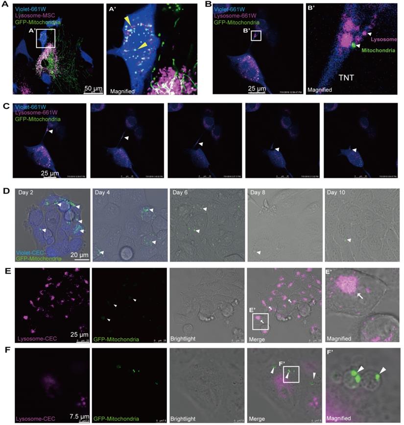 Theranostics Image