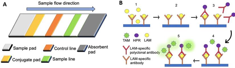 Theranostics Image