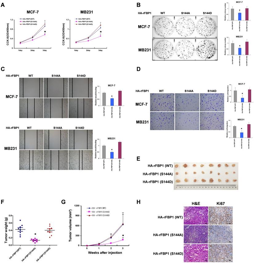 Fructose-1, 6-bisphosphatase 1 interacts with NF-κB p65 to regulate ...