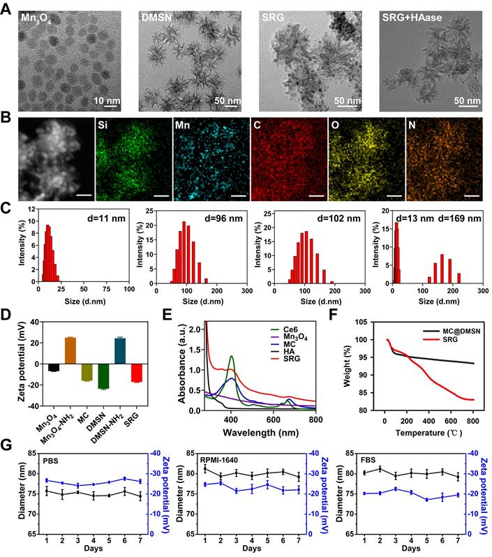 Theranostics Image