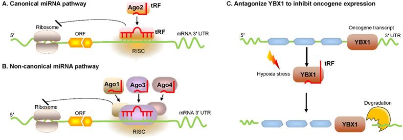 tRNA-derived fragments: Mechanisms underlying their regulation of gene ...