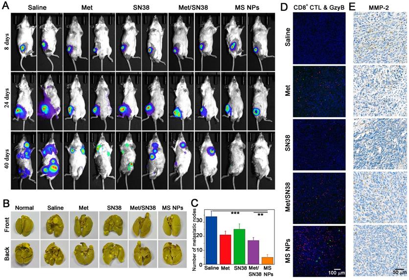 Theranostics Image