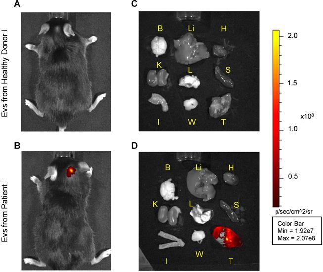 Theranostics Image