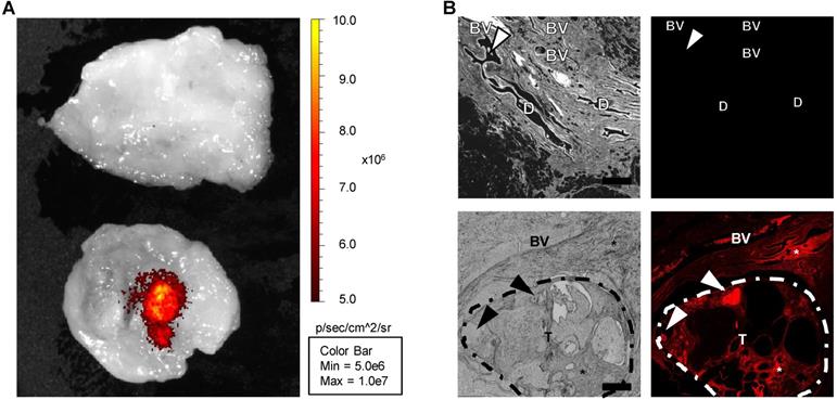 Theranostics Image