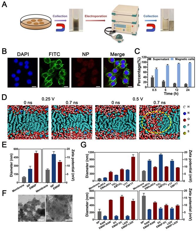 Theranostics Image