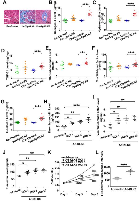 A Novel Role Of Kallikrein Related Peptidase 8 In The Pathogenesis Of Diabetic Cardiac Fibrosis