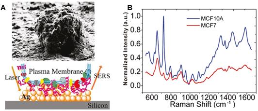 Theranostics Image