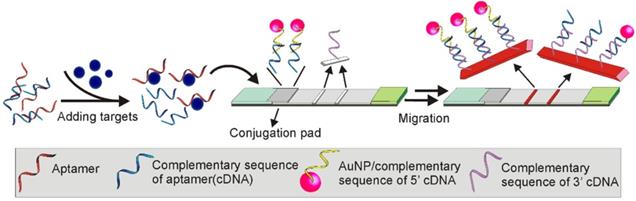 Development of nucleic acid aptamer-based lateral flow assays: A robust ...