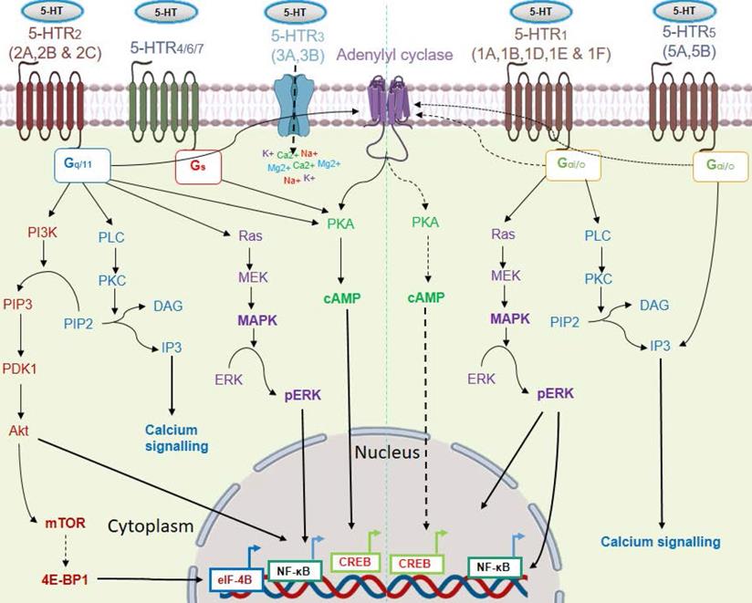 Role of serotonin receptor signaling in cancer cells and anti-tumor ...