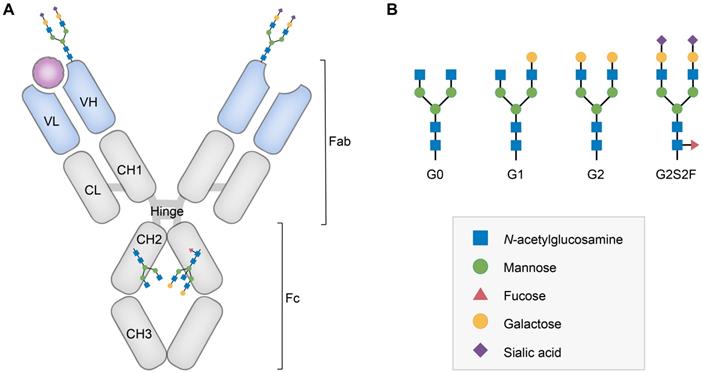 Altered Fc galactosylation in IgG4 is a potential serum marker for