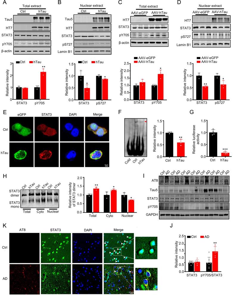 STAT3 ameliorates cognitive deficits via regulation of NMDAR expression ...