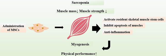 The role and therapeutic potential of stem cells in skeletal muscle in  sarcopenia, Stem Cell Research & Therapy