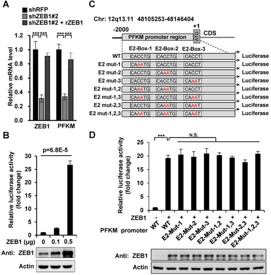 Zeb1 Enhances Warburg Effect To Facilitate Tumorigenesis And Metastasis