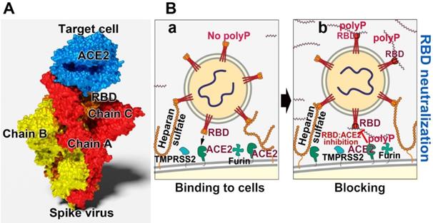 Theranostics Image