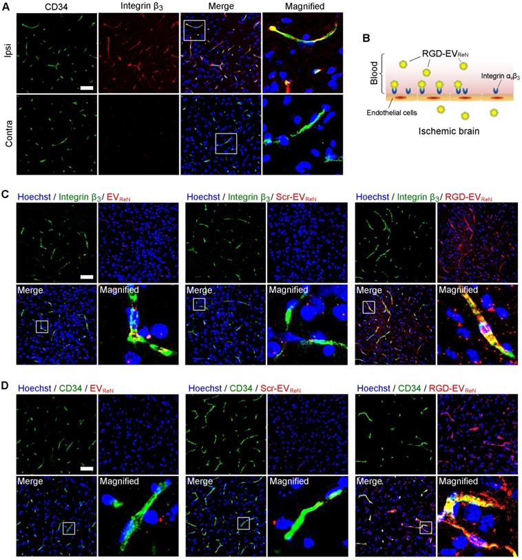 Targeted delivery of neural progenitor cell-derived extracellular ...