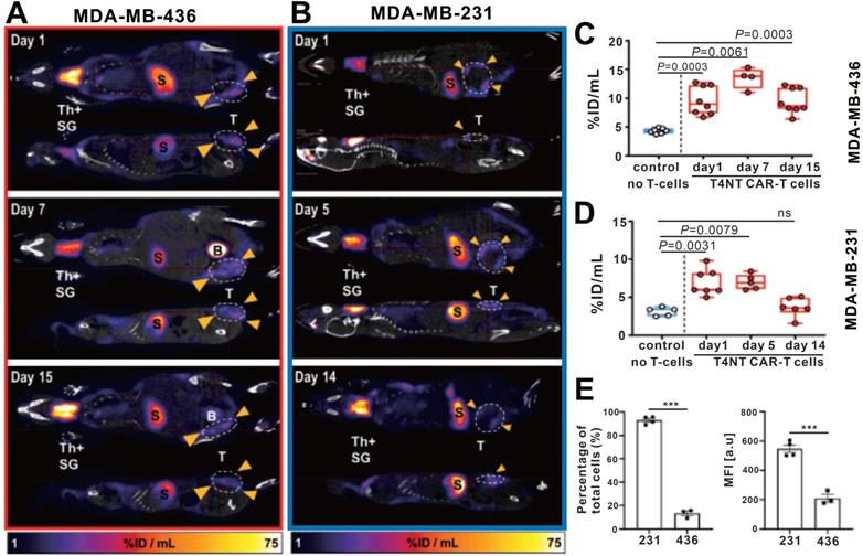 Theranostics Image