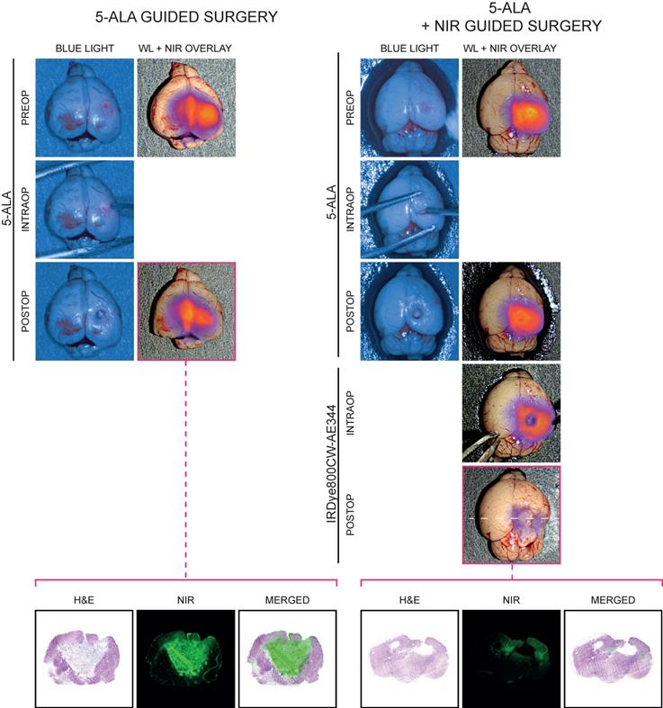 Theranostics Image