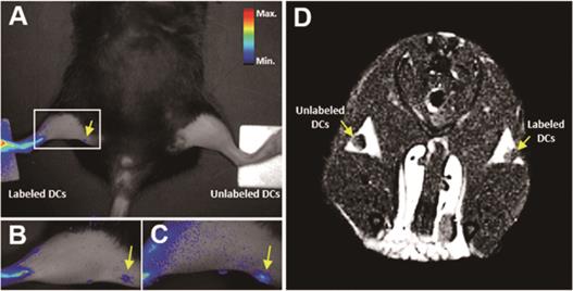 Theranostics Image
