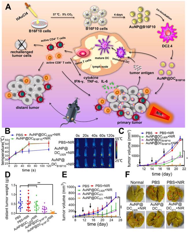 Recent Strategies For Nano-based Ptt Combined With Immunotherapy: From 