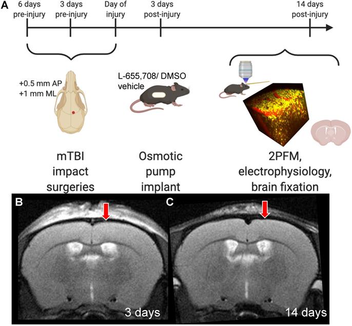 Theranostics Image