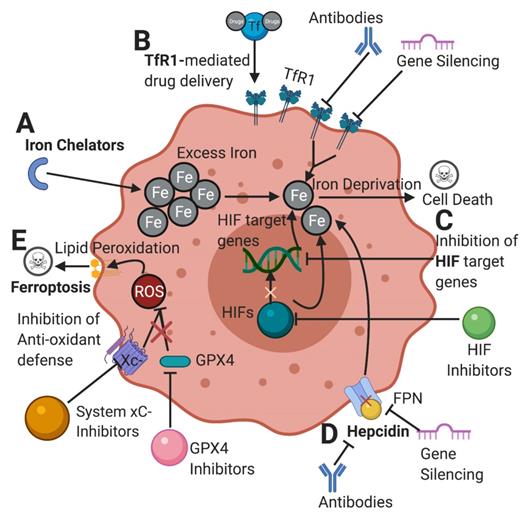 Targeting iron metabolism in cancer therapy