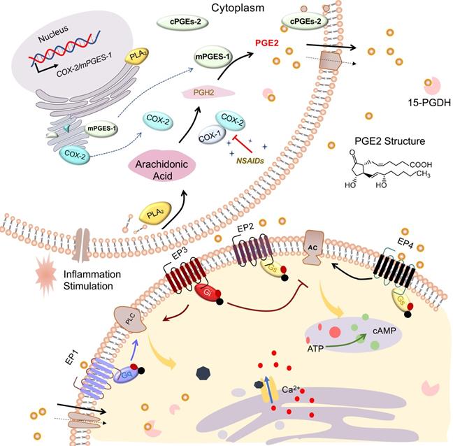 Theranostics Image