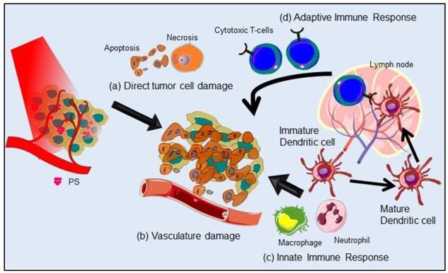 Theranostics Image