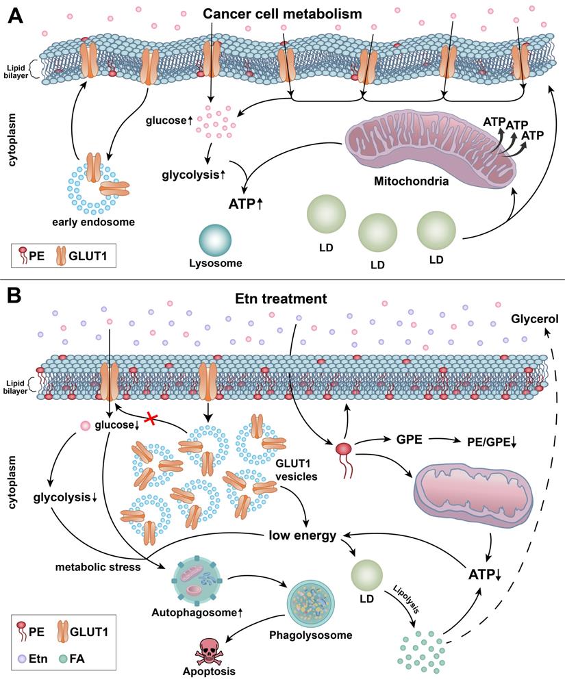 Theranostics Image